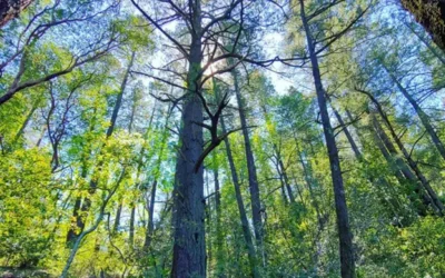 Best Places to Hike in Napa Valley