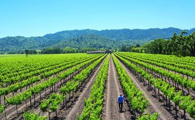 Paradigm-Sustainable-Napa-Valley-Itinerary-400×247-1 A guest walks through lush vineyard rows at a sustainable Napa Valley winery with scenic mountain views in the background.