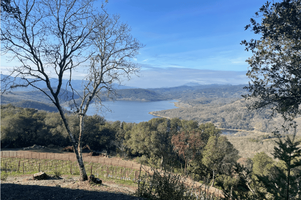 Gandona Estate vineyard and lake view from the Estate.