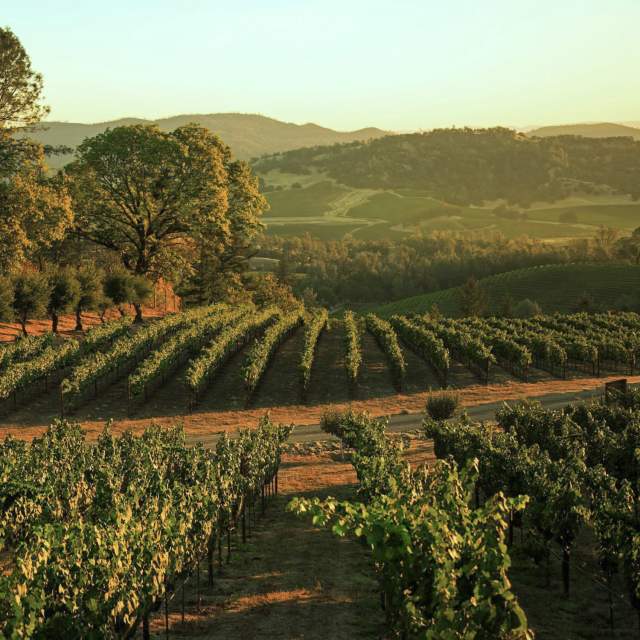 Howell-Mountain-Vineyards vineyard
