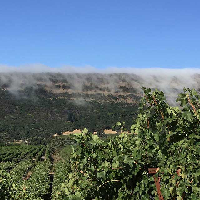 Sustainable-Wineries-for-Members vineyards