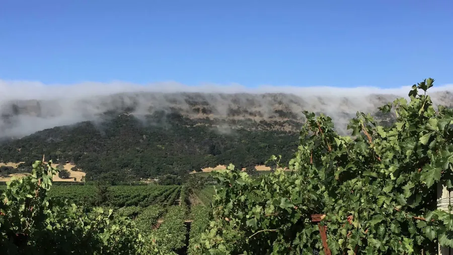 Sustainable-Winerie.jpg (1) Vineyard rows with mist rolling over hills in the background, highlighting the beauty of a Yountville winery in Napa Valley.
