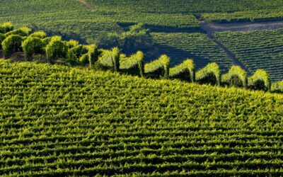 Rutherford AVA Wines: Where Timeless Classics Are Made