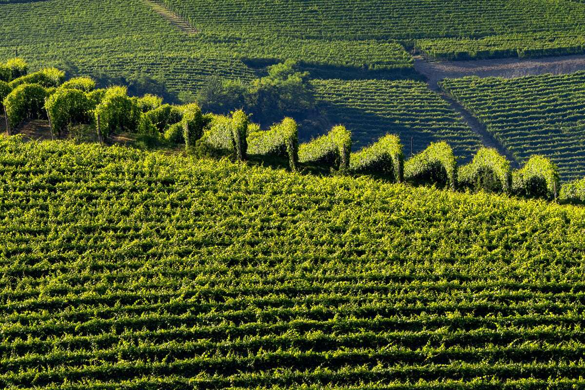07-24 Rutherford AVA Wines Where Timeless Classics Are Made hills of vineyards