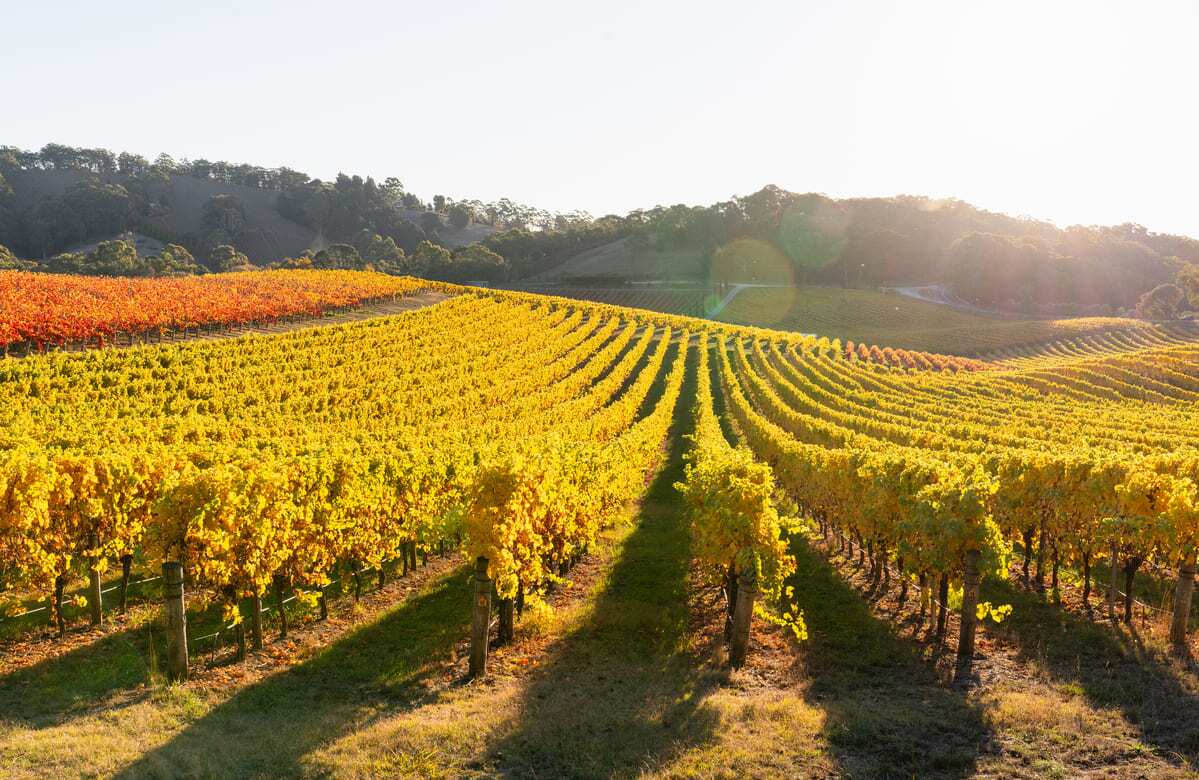 09-24 A Legacy of Elegance Unveiling the Majesty of Stags Leap AVA Wines vineyards in the fall