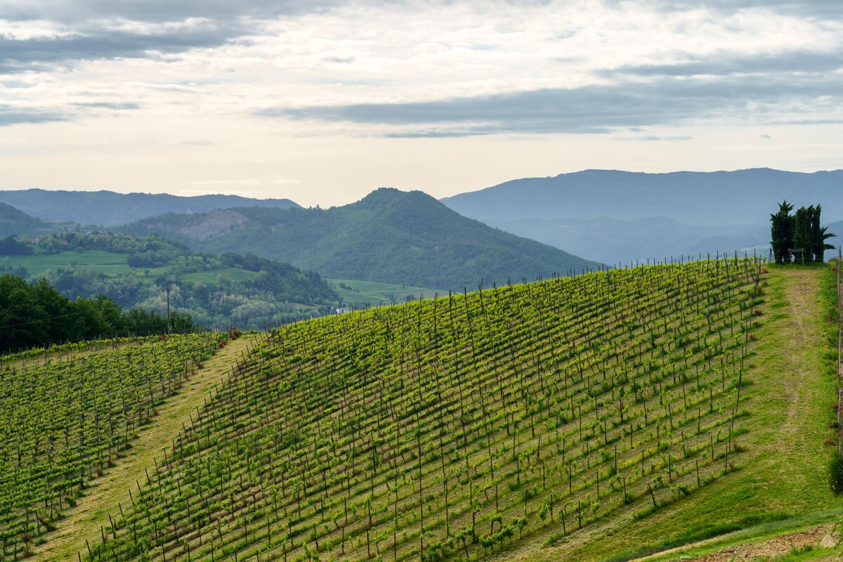 mountain hill vineyards