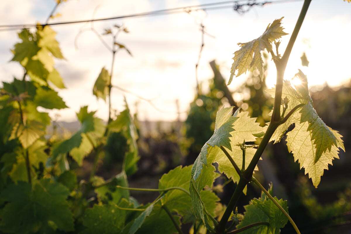 03-25 Calistoga AVA Wines Where Volcanic Soils Forge Bold Wines grape vines