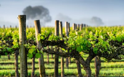 Diamond Mountain District AVA: Wines Forged in the Clouds