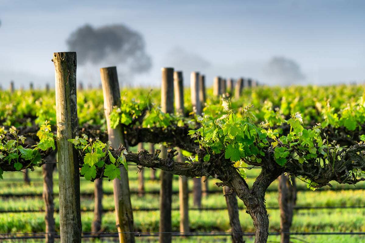 grape vines with clouds in back