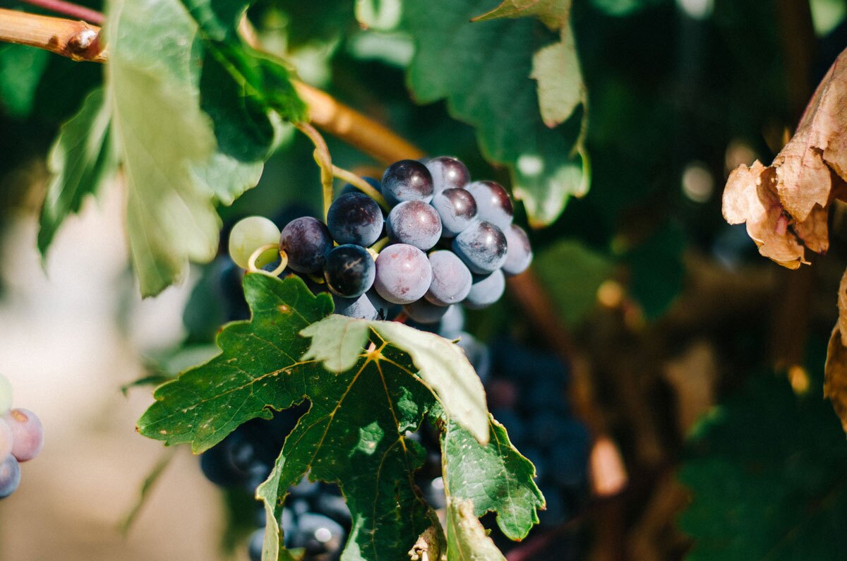 napa-valley-ava-featured-image close up of wine grapes